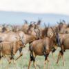 Why Maasai Mara is Worth visiting