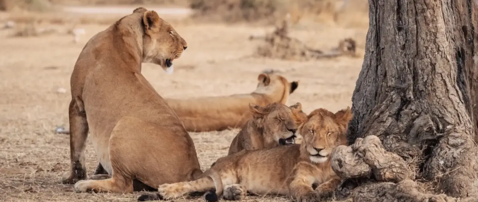 Kenya vs Tanzania Safari: Which Is Better for First-Time Visitors? (2026 Guide)