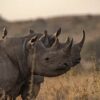 Best National Parks in Kenya for Wildlife Safaris (2026 Complete Guide)
